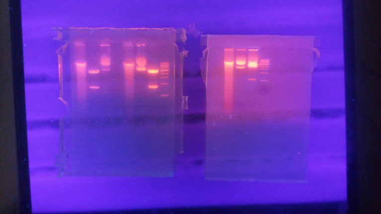 stage_adn_43_.jpg